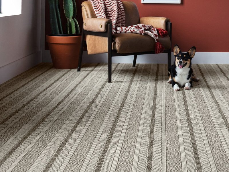 Armchair and dog on Anderson Tuftex carpet from New Horizon Carpets in the Hemet, CA area